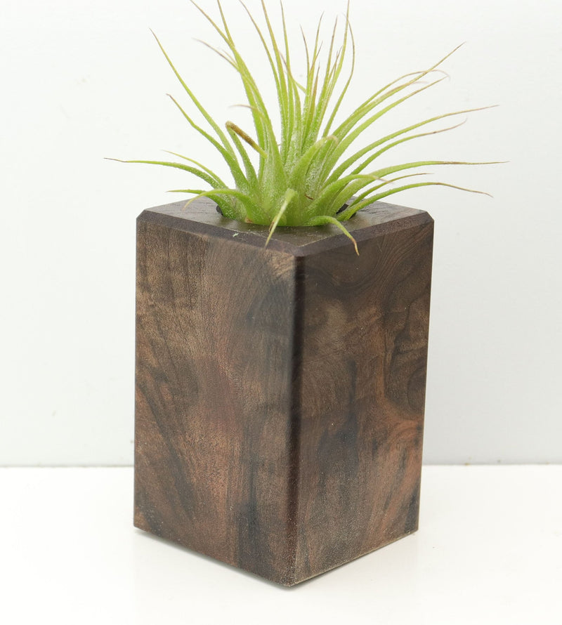 Wood Burl  Air Plant Holder - Heath (Wood Burl, 674658)