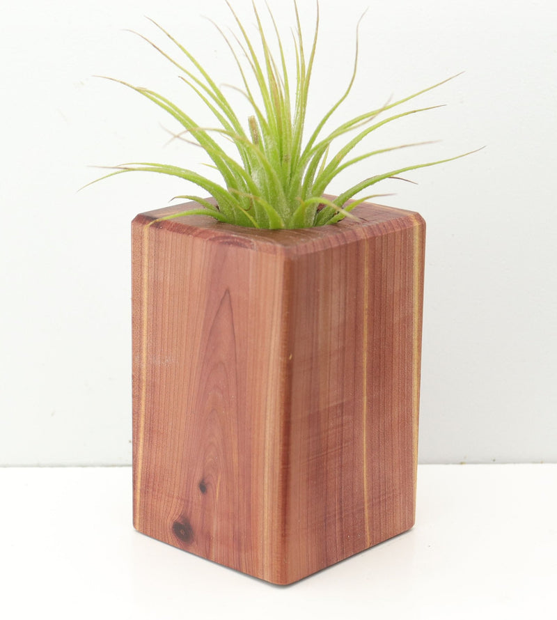 Wood Burl  Air Plant Holder - Aidan (Wood Burl, 674659)