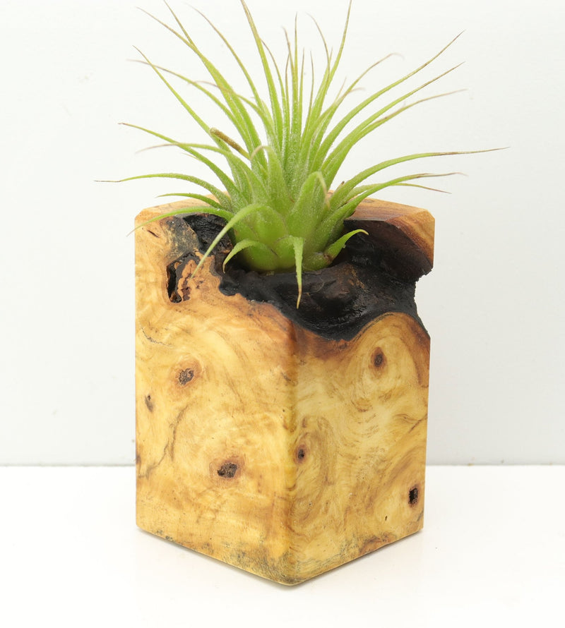 Wood Burl  Air Plant Holder - Myrtle (Wood Burl, 674660)