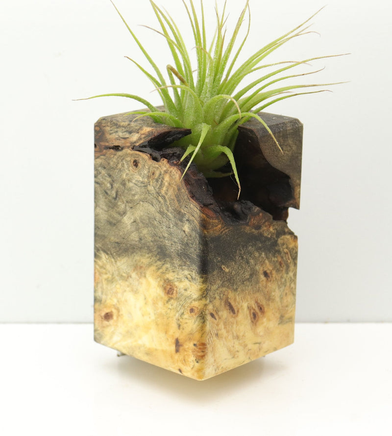 Wood Burl  Air Plant Holder - Liliana (Wood Burl, 674661)