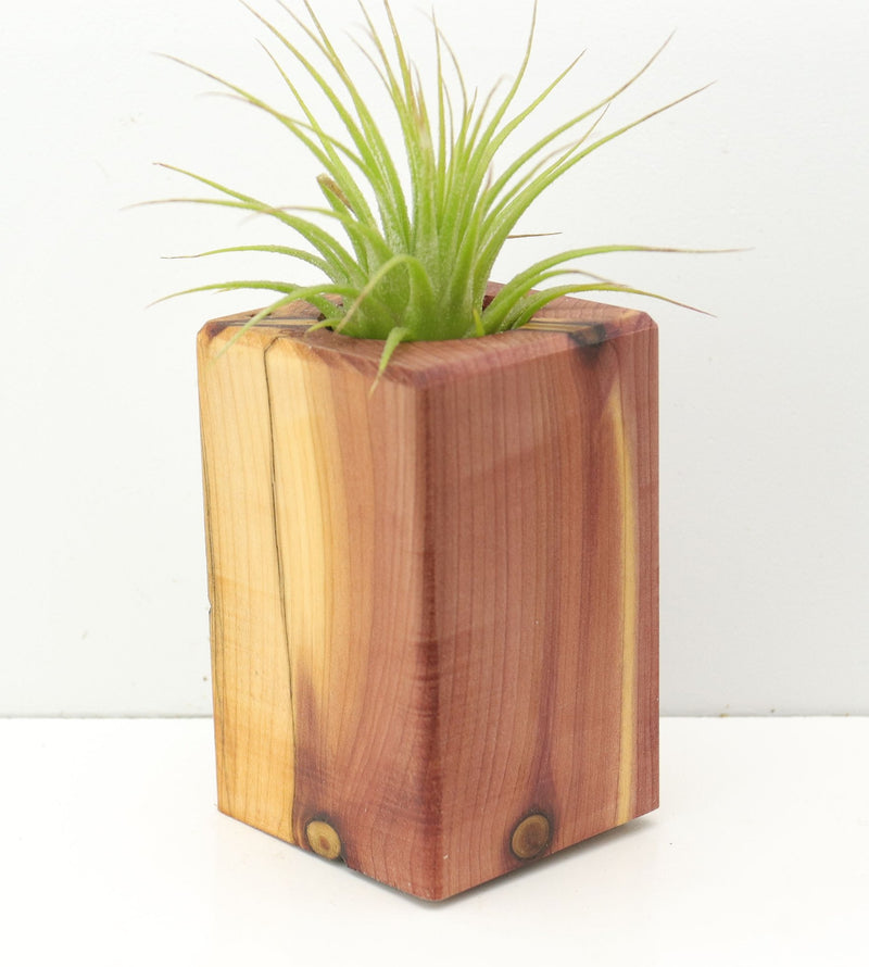 Wood Burl  Air Plant Holder - Kiana (Wood Burl, 674662)