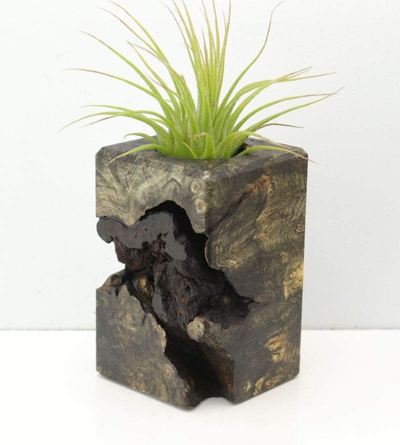 Wood Burl  Air Plant Holder - Everlee (Wood Burl, 674663)