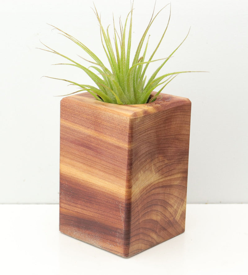 Wood Burl  Air Plant Holder - Colin (Wood Burl, 674664)