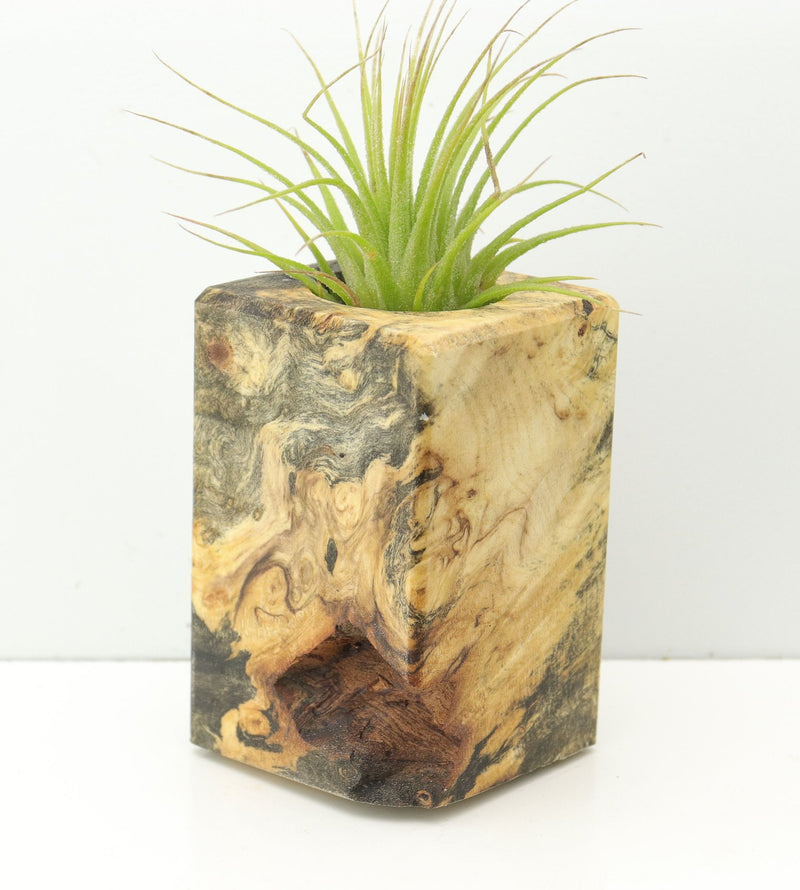 Wood Burl  Air Plant Holder - Brad (Wood Burl, 674665)
