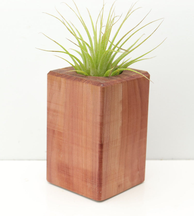 Wood Burl  Air Plant Holder - Dennis (Wood Burl, 674666)