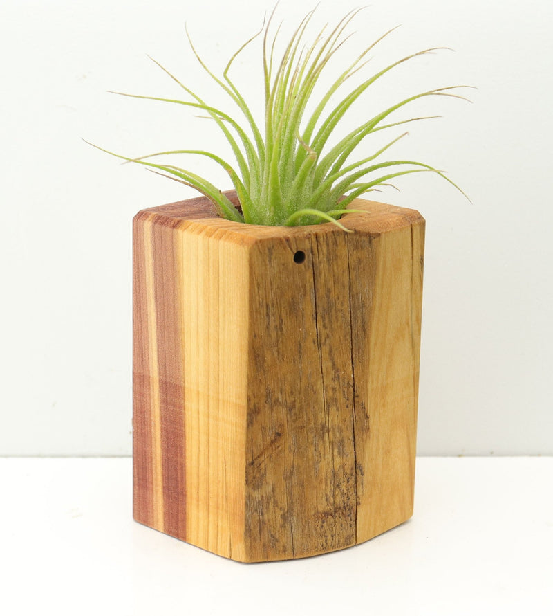 Wood Burl  Air Plant Holder - Nolan (Wood Burl, 674667)