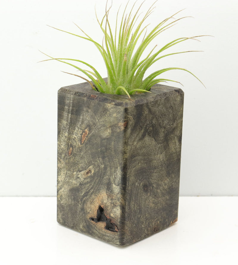 Wood Burl  Air Plant Holder - Quinton (Wood Burl, 674668)