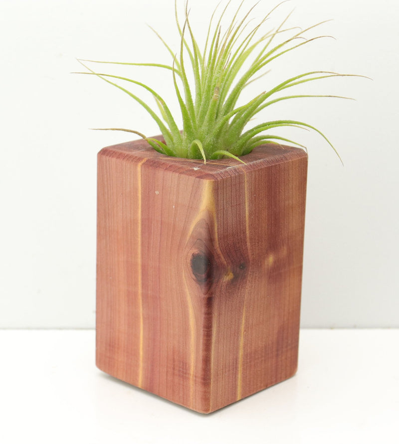 Wood Burl  Air Plant Holder - Bernadette (Wood Burl, 674669)