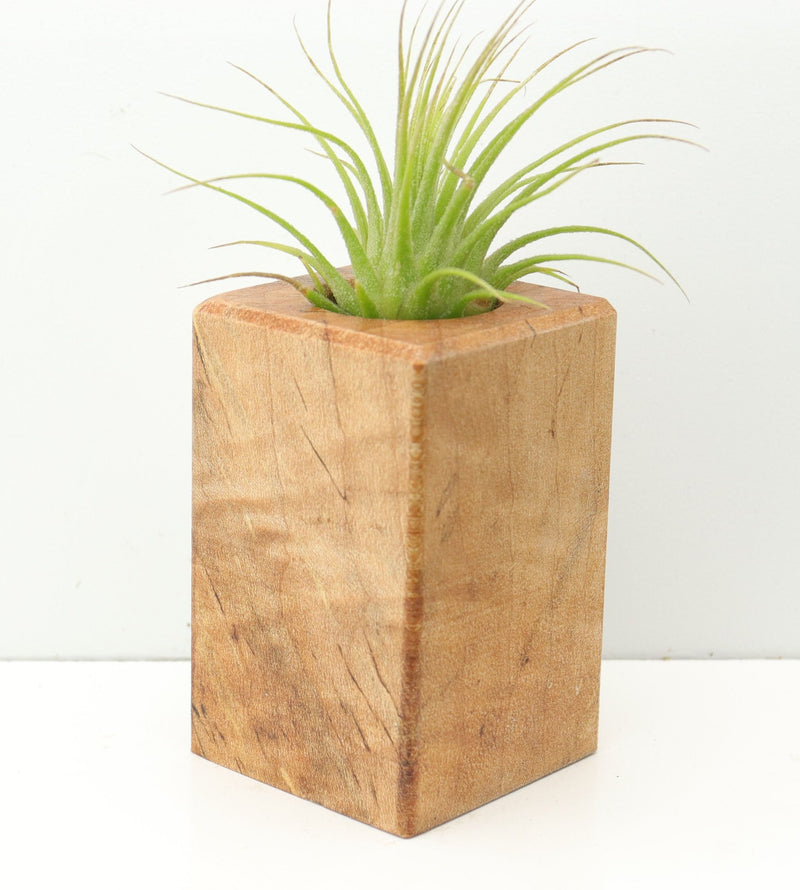 Wood Burl  Air Plant Holder - Jonathan (Wood Burl, 674670)