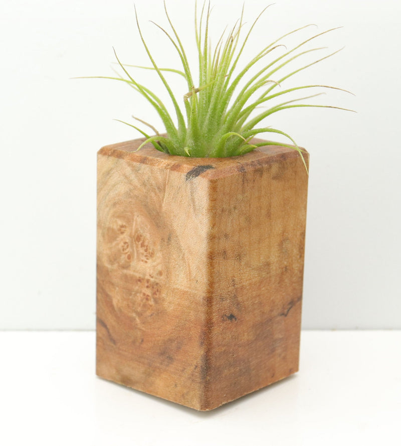 Wood Burl  Air Plant Holder - Milo (Wood Burl, 674671)