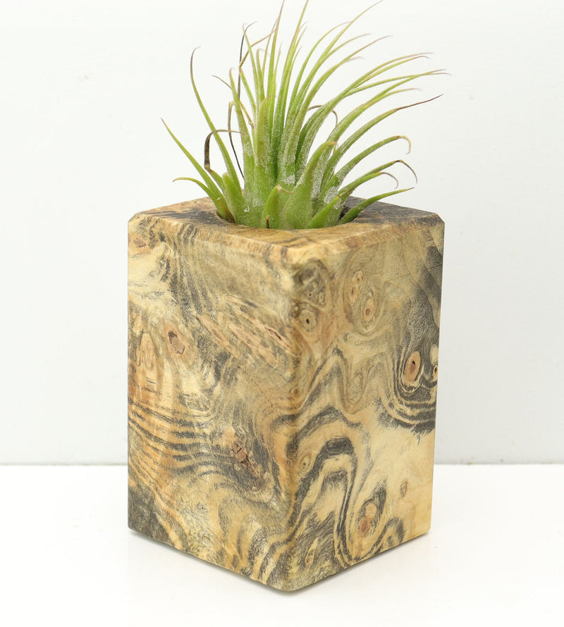 Wood Burl  Air Plant Holder - Madisyn (Wood Burl, 680051)