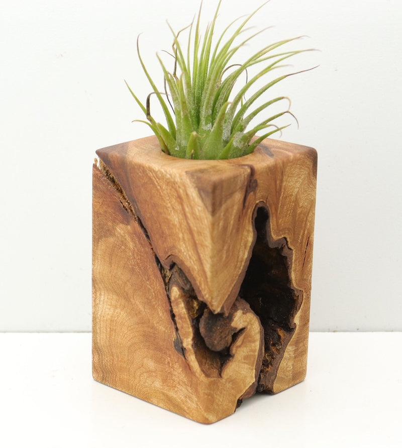 Wood Burl  Air Plant Holder - Bella (Wood Burl, 680052)