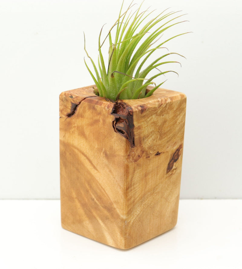 Wood Burl  Air Plant Holder - Orion (Wood Burl, 680055)