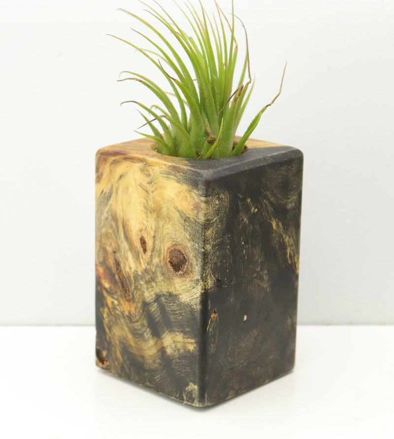 Wood Burl  Air Plant Holder - Andrea (Wood Burl, 680056)