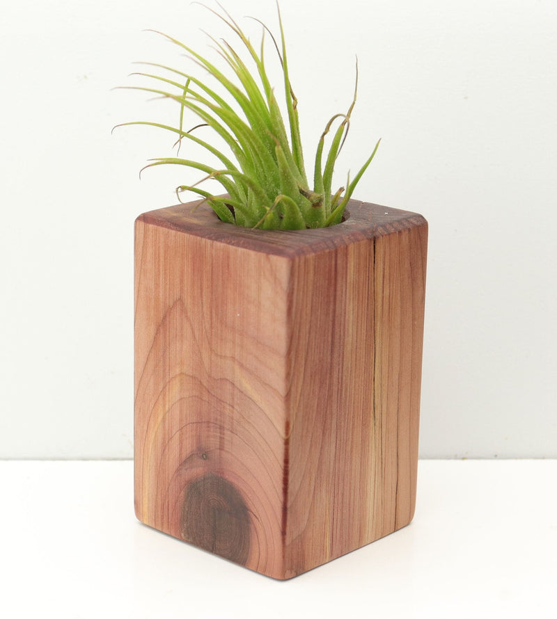 Wood Burl  Air Plant Holder - Layla (Wood Burl, 680059)