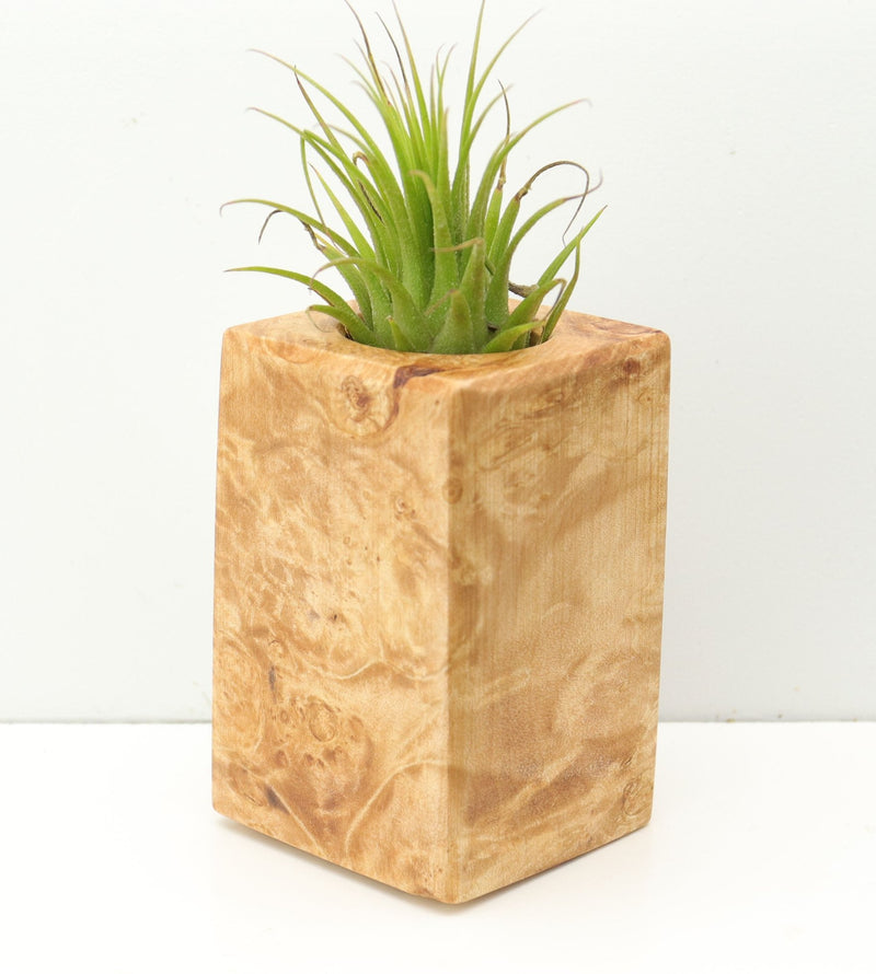 Wood Burl  Air Plant Holder - Cynthia (Wood Burl, 680060)