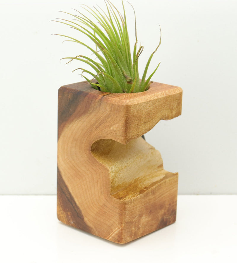 Wood Burl  Air Plant Holder - Thomas (Wood Burl, 680061)
