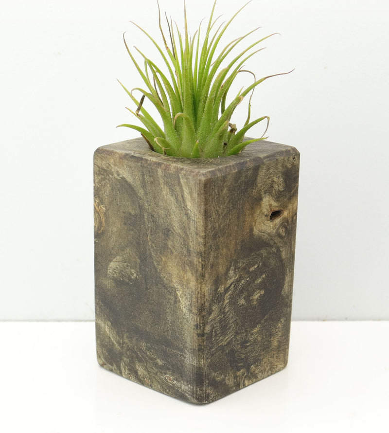 Wood Burl  Air Plant Holder - Braxton (Wood Burl, 680062)