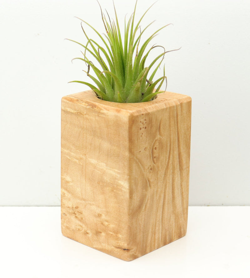 Wood Burl  Air Plant Holder - Millie (Wood Burl, 680063)