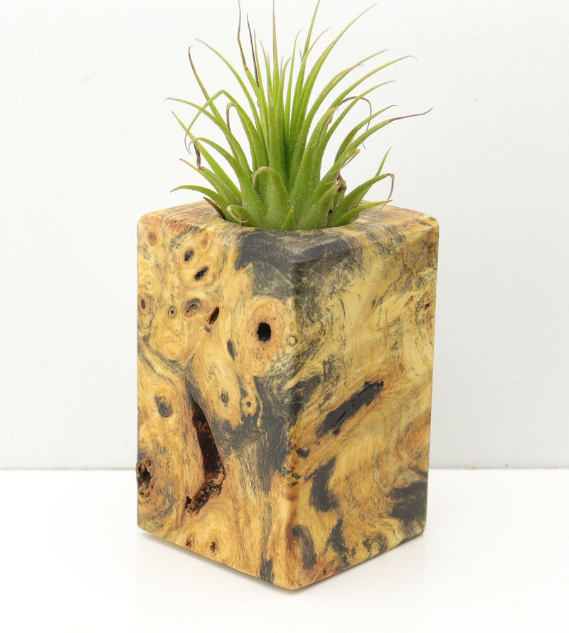 Wood Burl  Air Plant Holder - Cleo (Wood Burl, 680064)