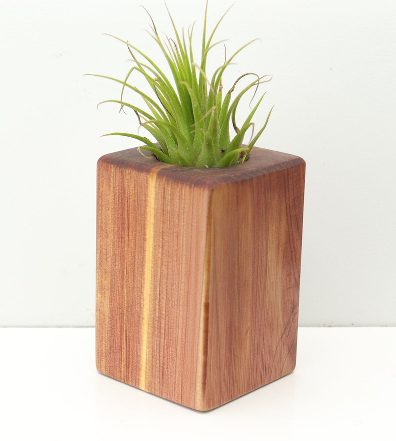 Wood Burl  Air Plant Holder - Annabella (Wood Burl, 680065)