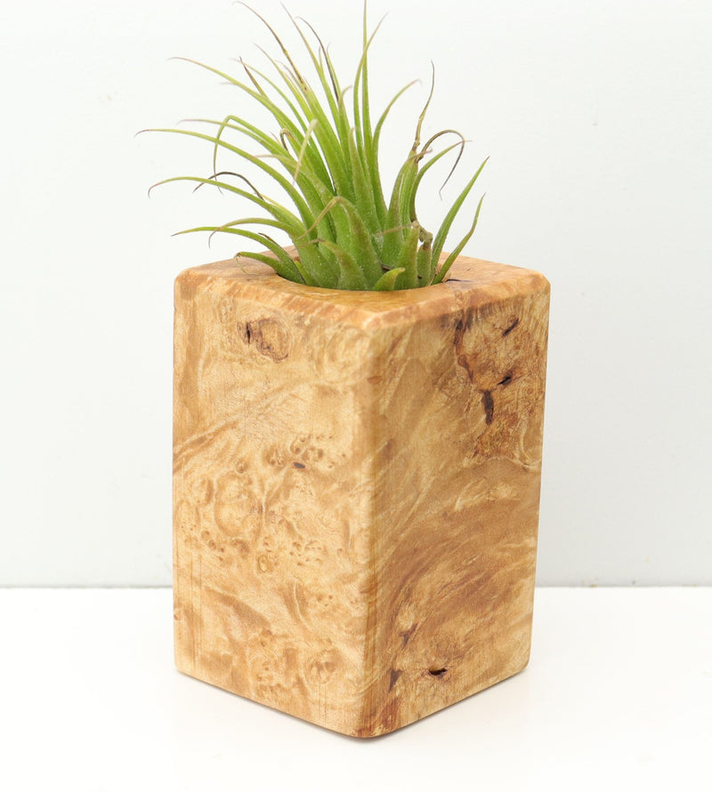 Wood Burl  Air Plant Holder - Everleigh (Wood Burl, 680066)