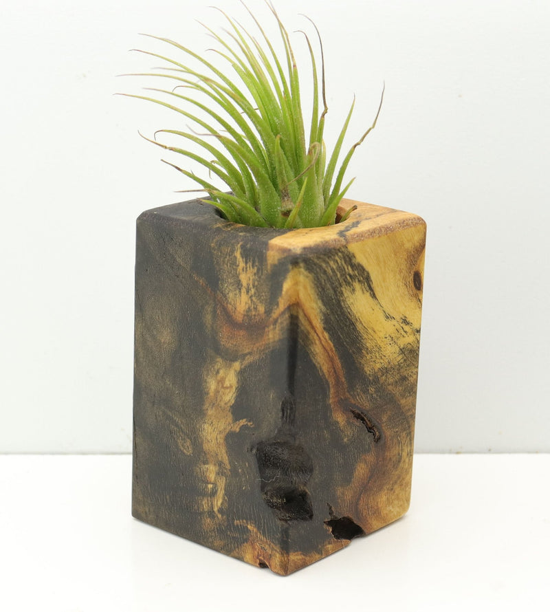 Wood Burl  Air Plant Holder - Reed (Wood Burl, 680067)