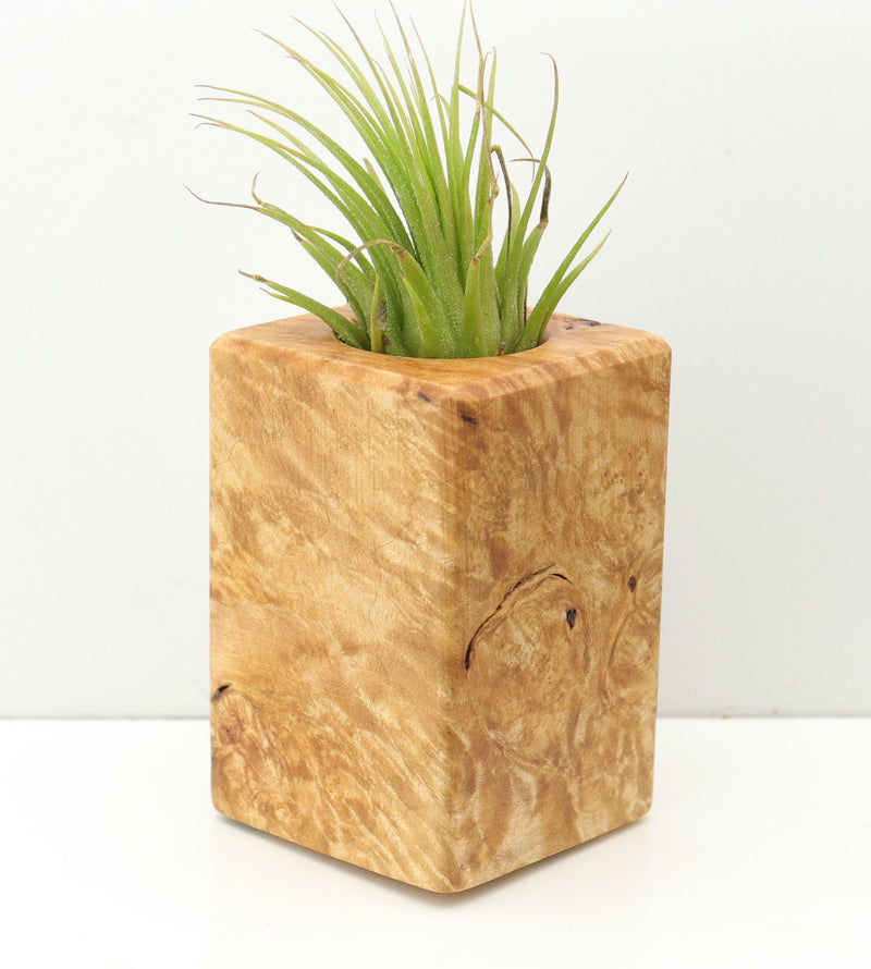 Wood Burl  Air Plant Holder - Carlton (Wood Burl, 680068)