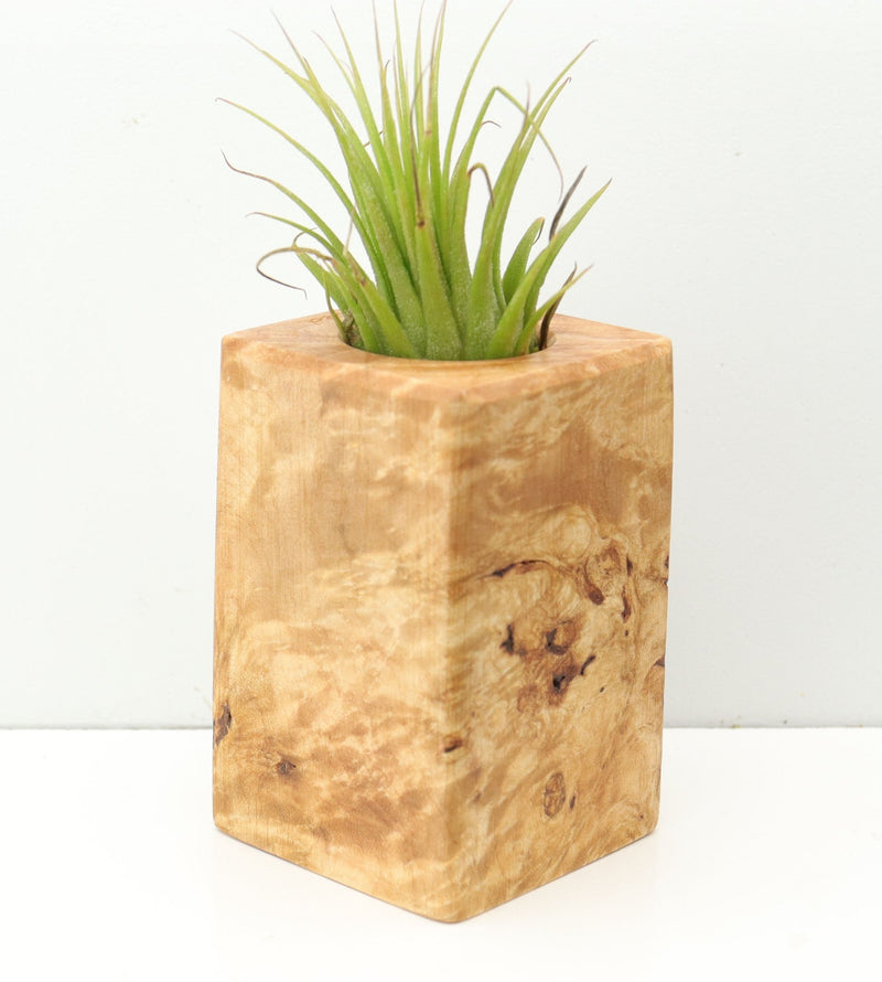 Wood Burl  Air Plant Holder - Skylar (Wood Burl, 680069)