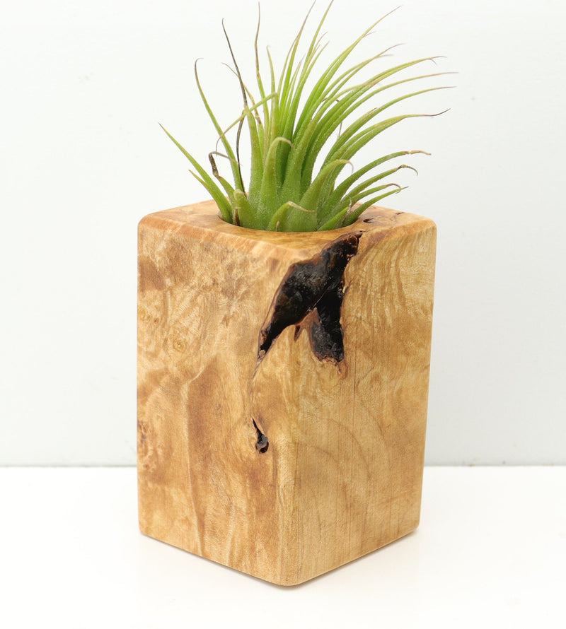 Wood Burl  Air Plant Holder - Bernadette (Wood Burl, 680070)