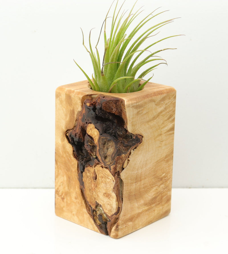 Wood Burl  Air Plant Holder - Tristen (Wood Burl, 680071)