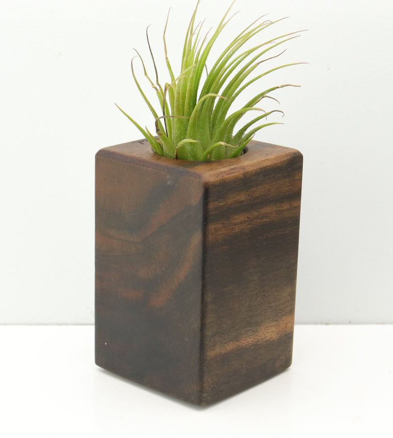 Wood Burl  Air Plant Holder - Susie (Wood Burl, 680072)