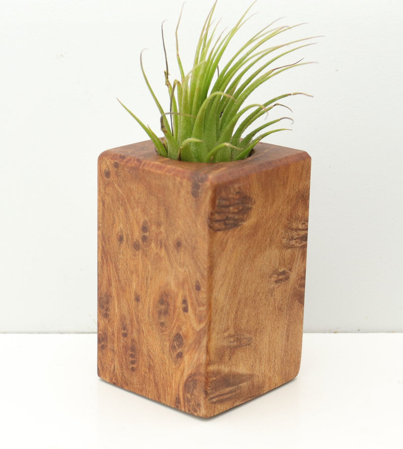 Wood Burl  Air Plant Holder - Raiden (Wood Burl, 680073)