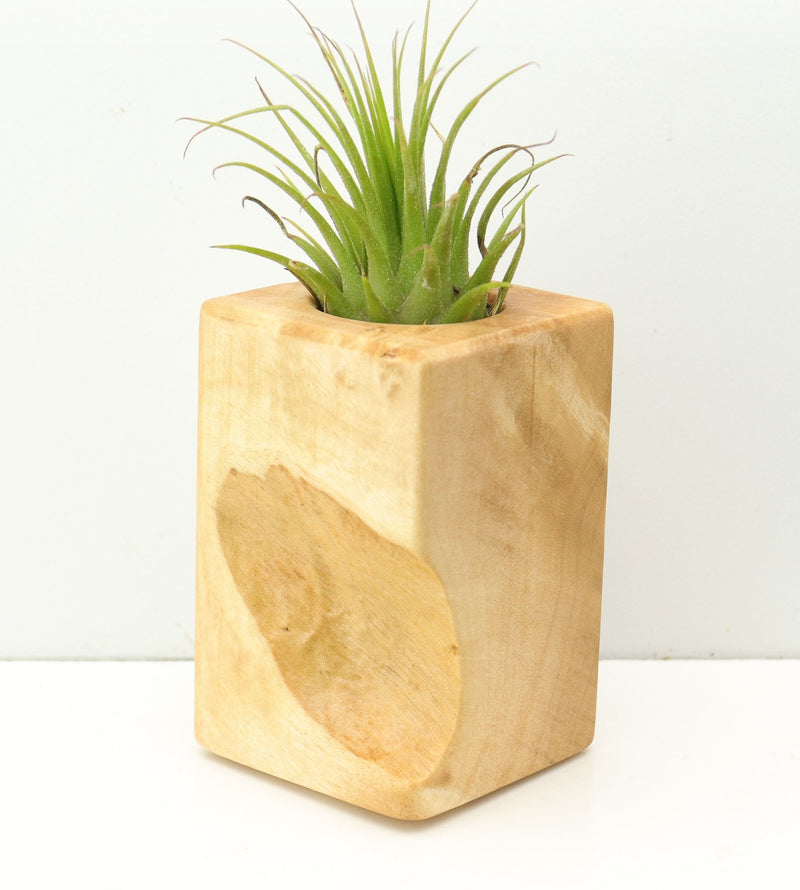 Wood Burl  Air Plant Holder - Zachariah (Wood Burl, 680074)