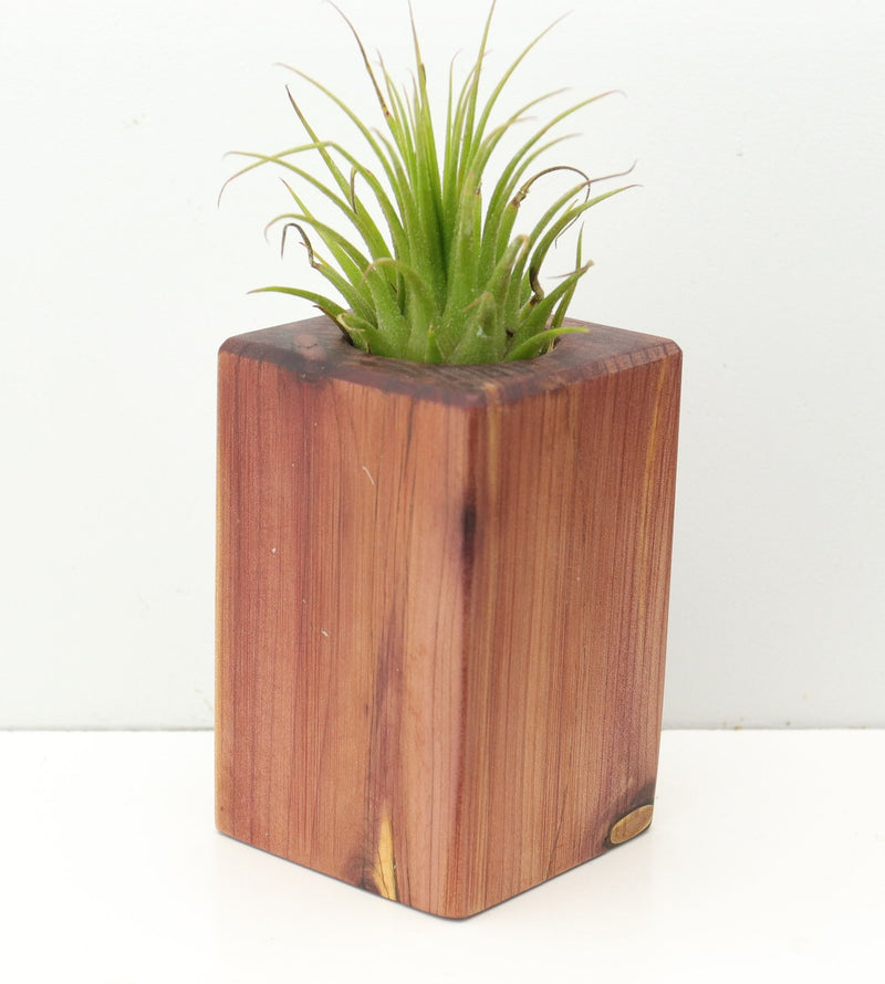 Wood Burl  Air Plant Holder - Whitney (Wood Burl, 680075)