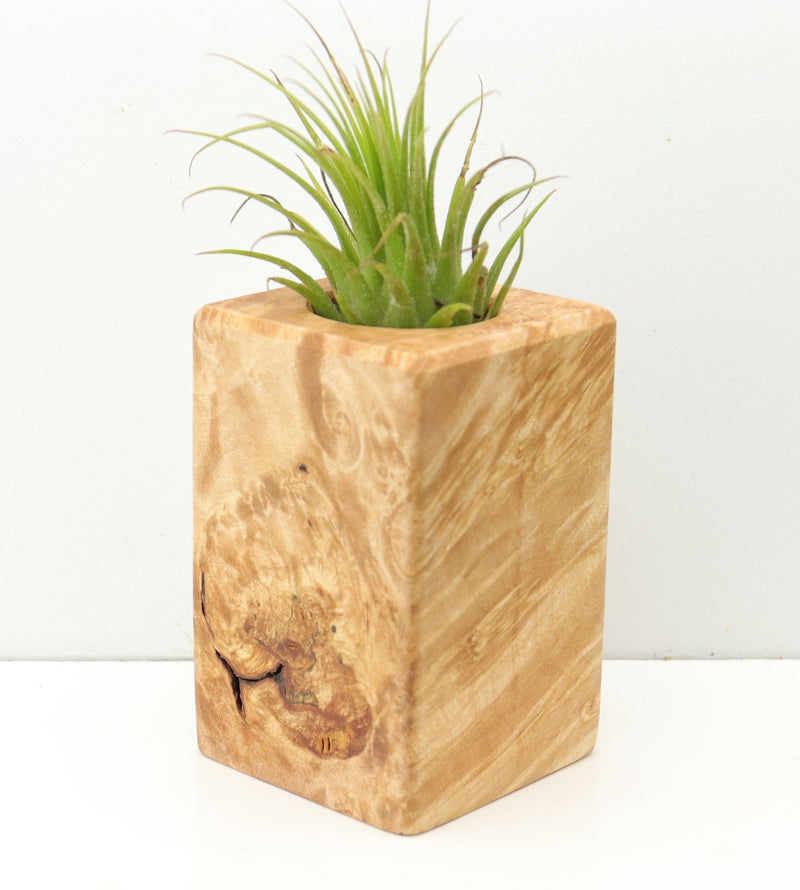 Wood Burl  Air Plant Holder - Haley (Wood Burl, 680076)