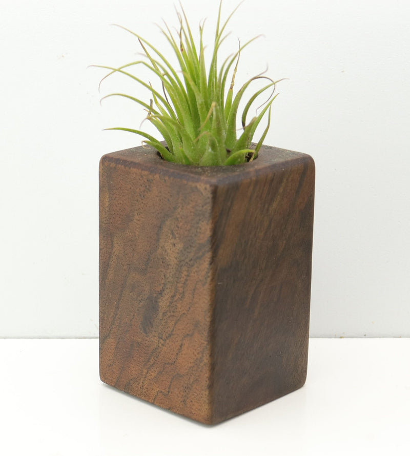 Wood Burl  Air Plant Holder - Marianne (Wood Burl, 680077)
