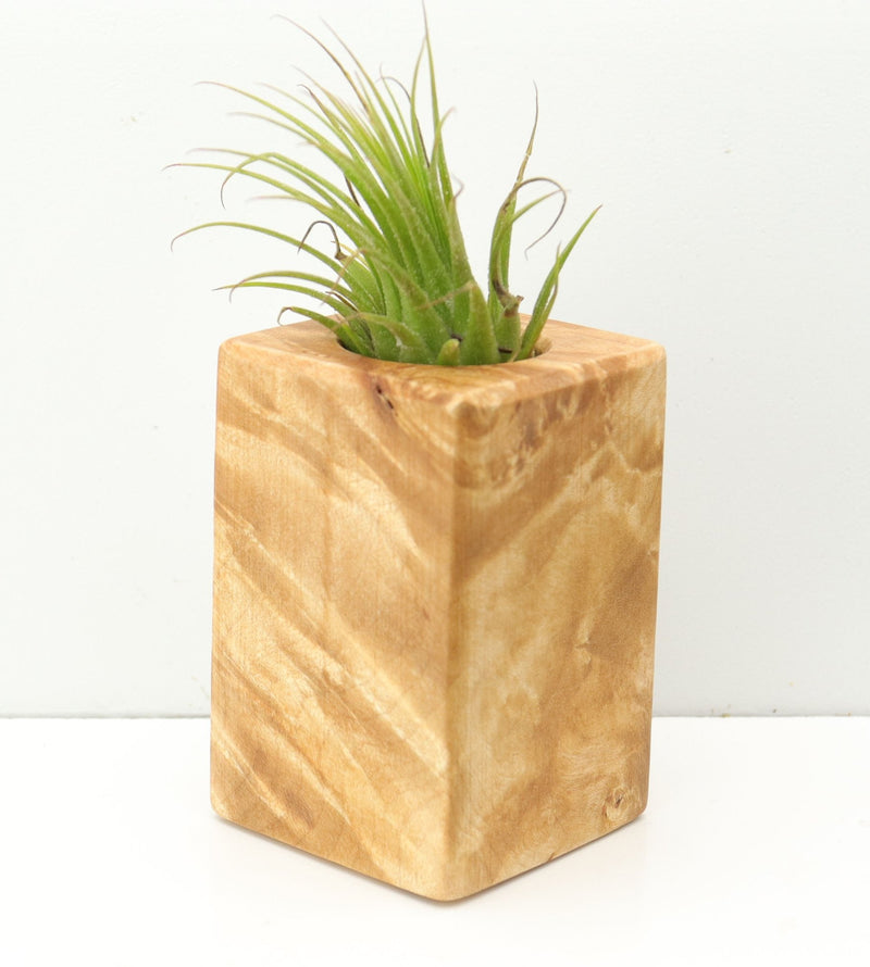 Wood Burl  Air Plant Holder - Clinton (Wood Burl, 680078)