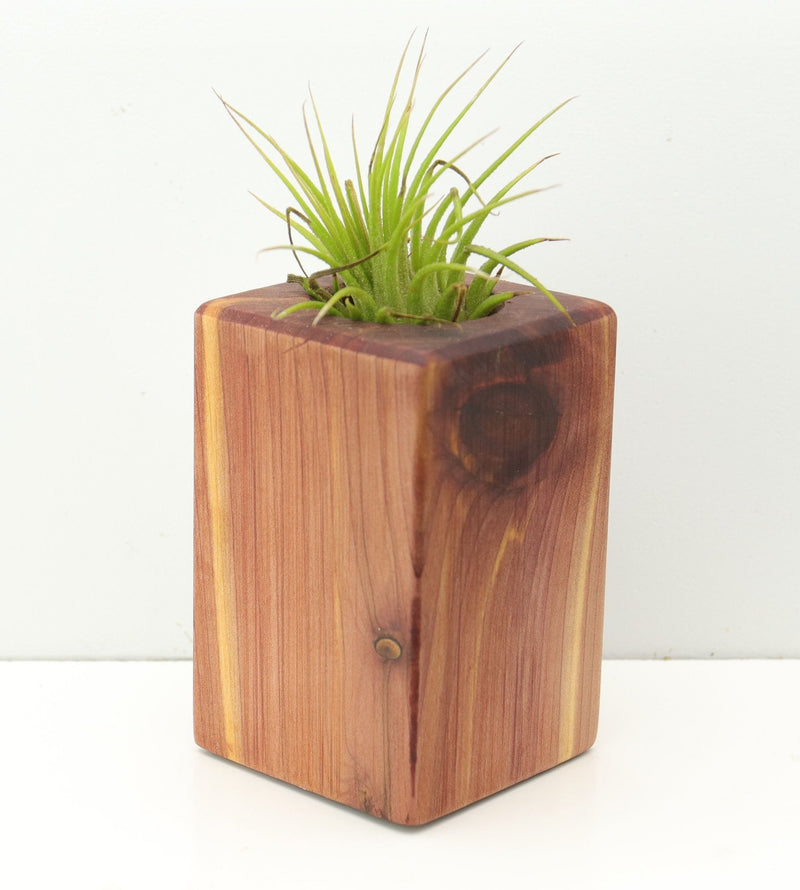 Wood Burl  Air Plant Holder - Eliana (Wood Burl, 680079)