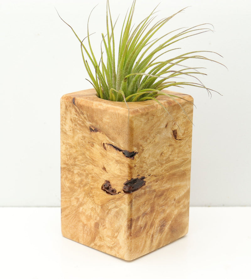 Wood Burl  Air Plant Holder - Jeanne (Wood Burl, 680080)