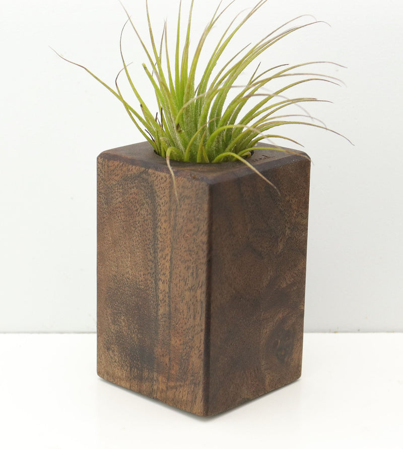 Wood Burl  Air Plant Holder - Litzy (Wood Burl, 680081)