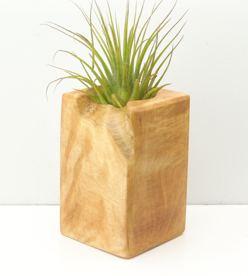 Wood Burl  Air Plant Holder - Janis (Wood Burl, 680082)