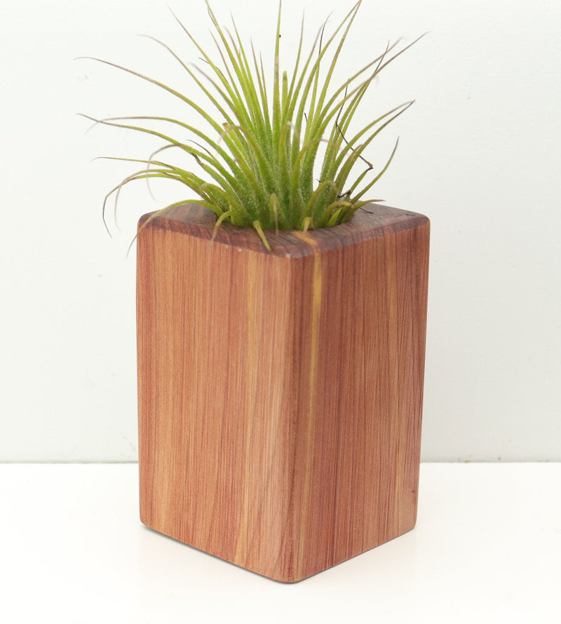 Wood Burl  Air Plant Holder - Myrna (Wood Burl, 680083)