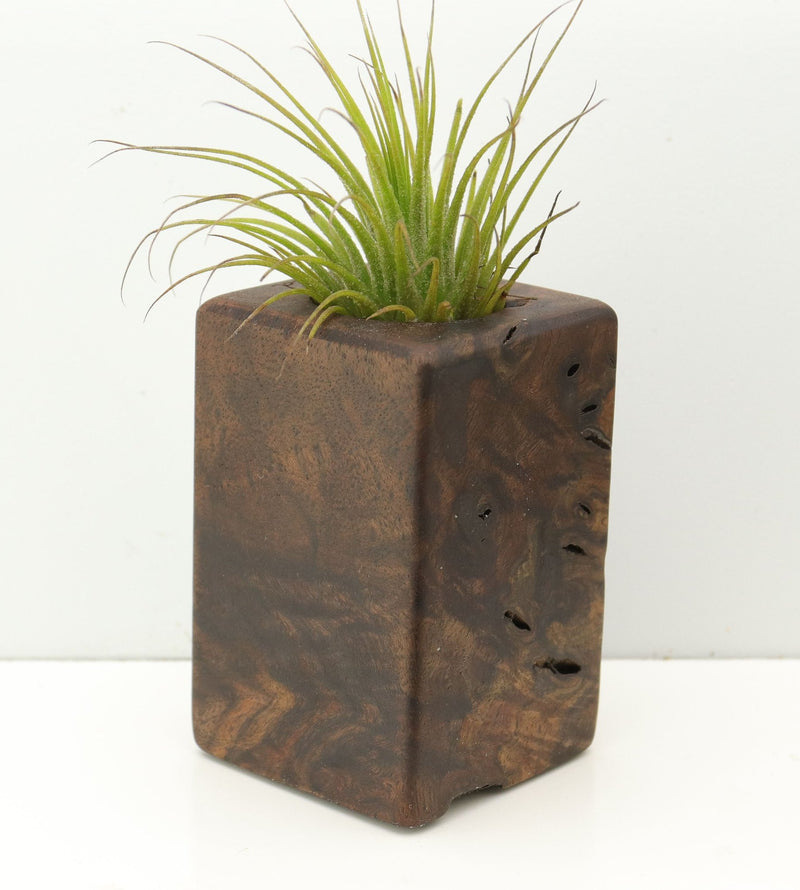 Wood Burl  Air Plant Holder - Sasha (Wood Burl, 680084)