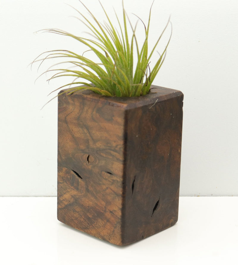 Wood Burl  Air Plant Holder - Francis (Wood Burl, 680085)