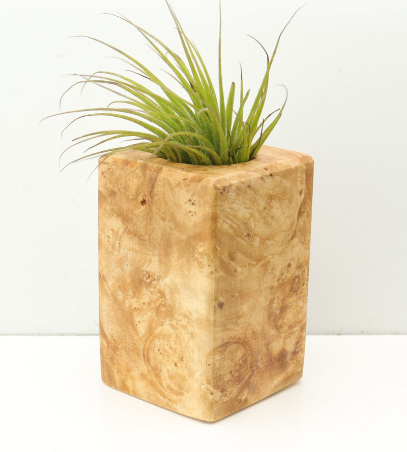 Wood Burl  Air Plant Holder - Jimmie (Wood Burl, 680086)