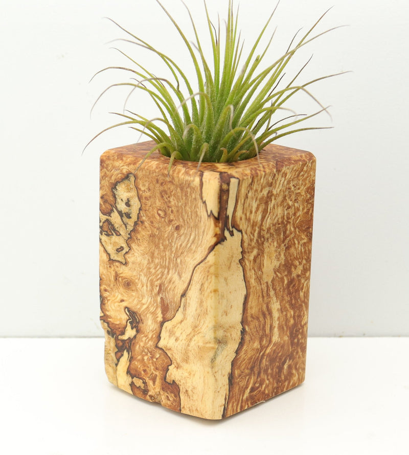 Wood Burl  Air Plant Holder - Sullivan (Wood Burl, 680087)