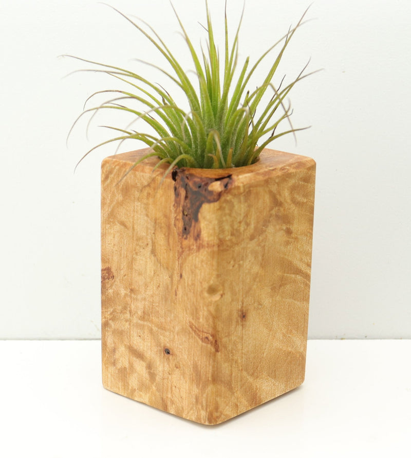 Wood Burl  Air Plant Holder - Phoenix (Wood Burl, 680088)