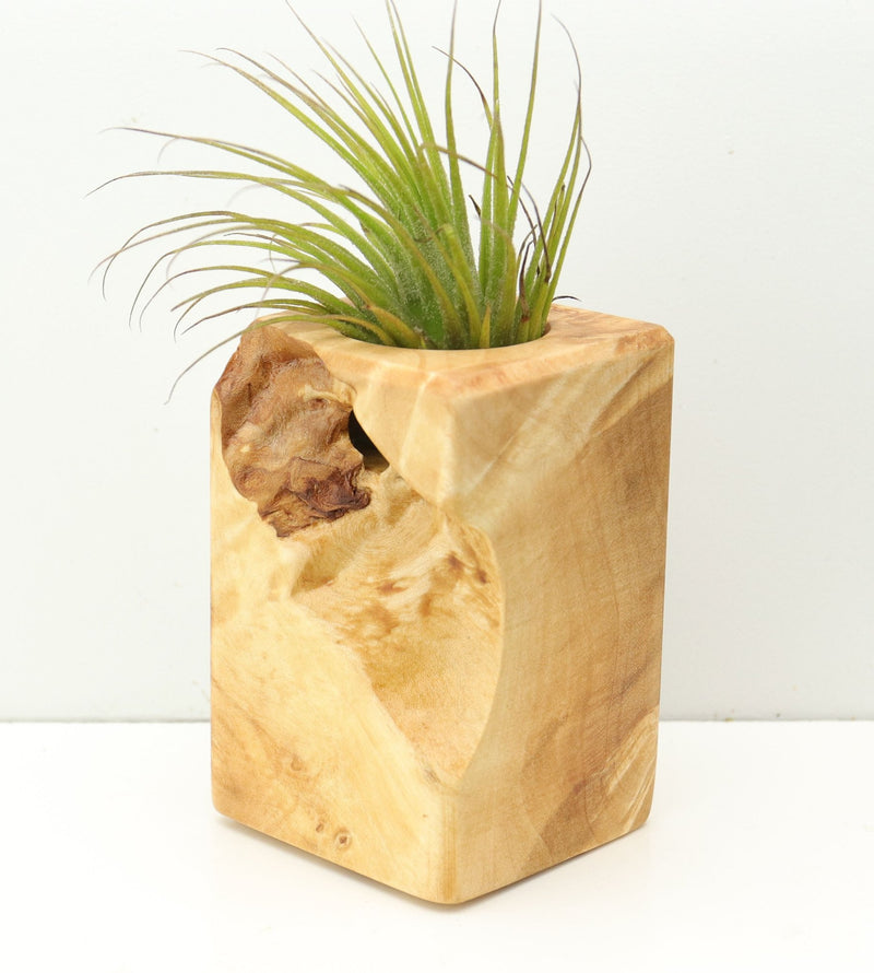 Wood Burl  Air Plant Holder - Hallie (Wood Burl, 680089)