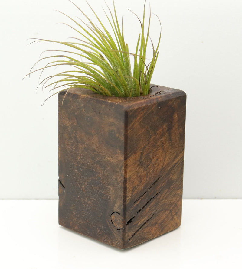 Wood Burl  Air Plant Holder - Brett (Wood Burl, 680090)